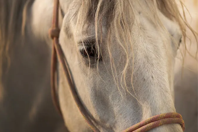Horse Face
