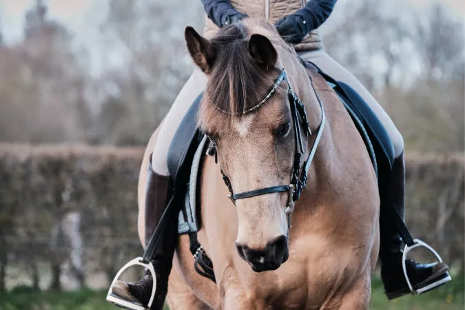 Horse
