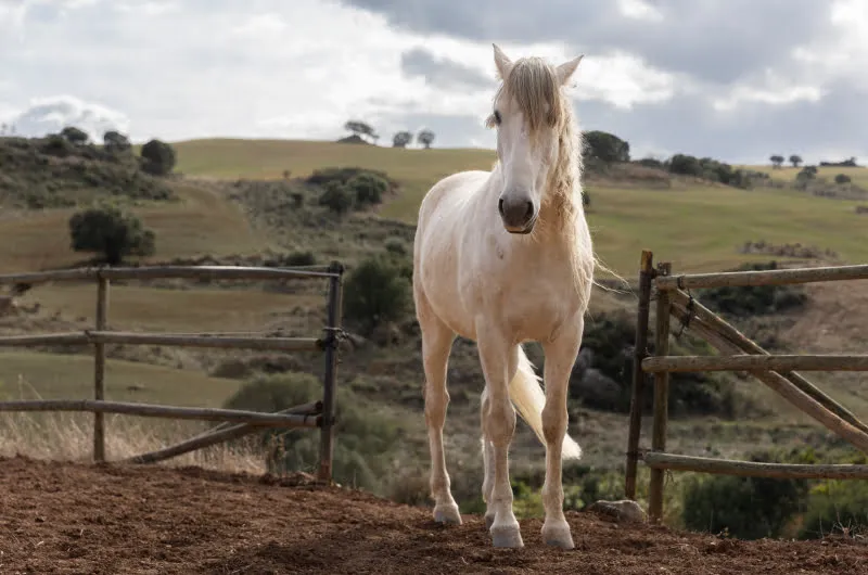 White Horse
