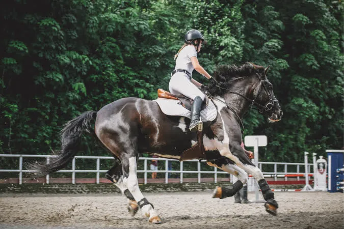 Horse
