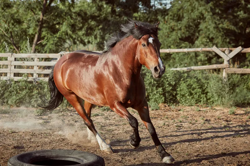 Brown Horse