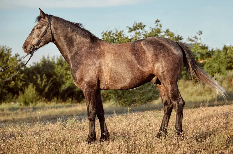 Brown Horse
