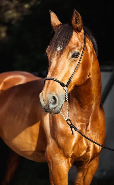 Horse
