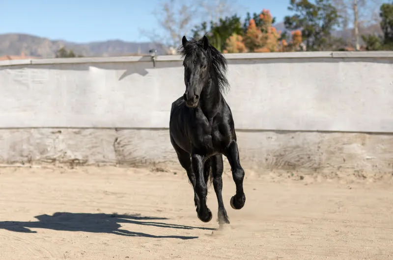 Black Horse
