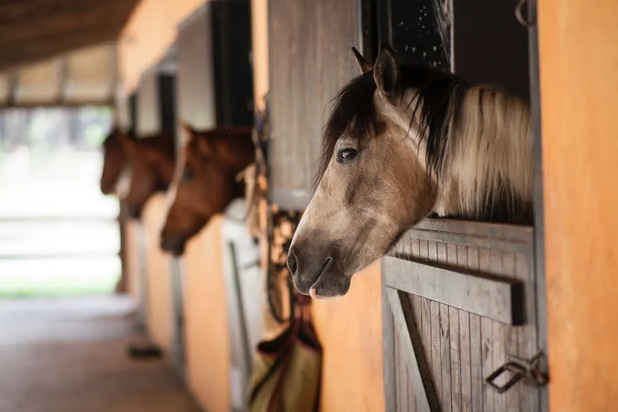 Horses
