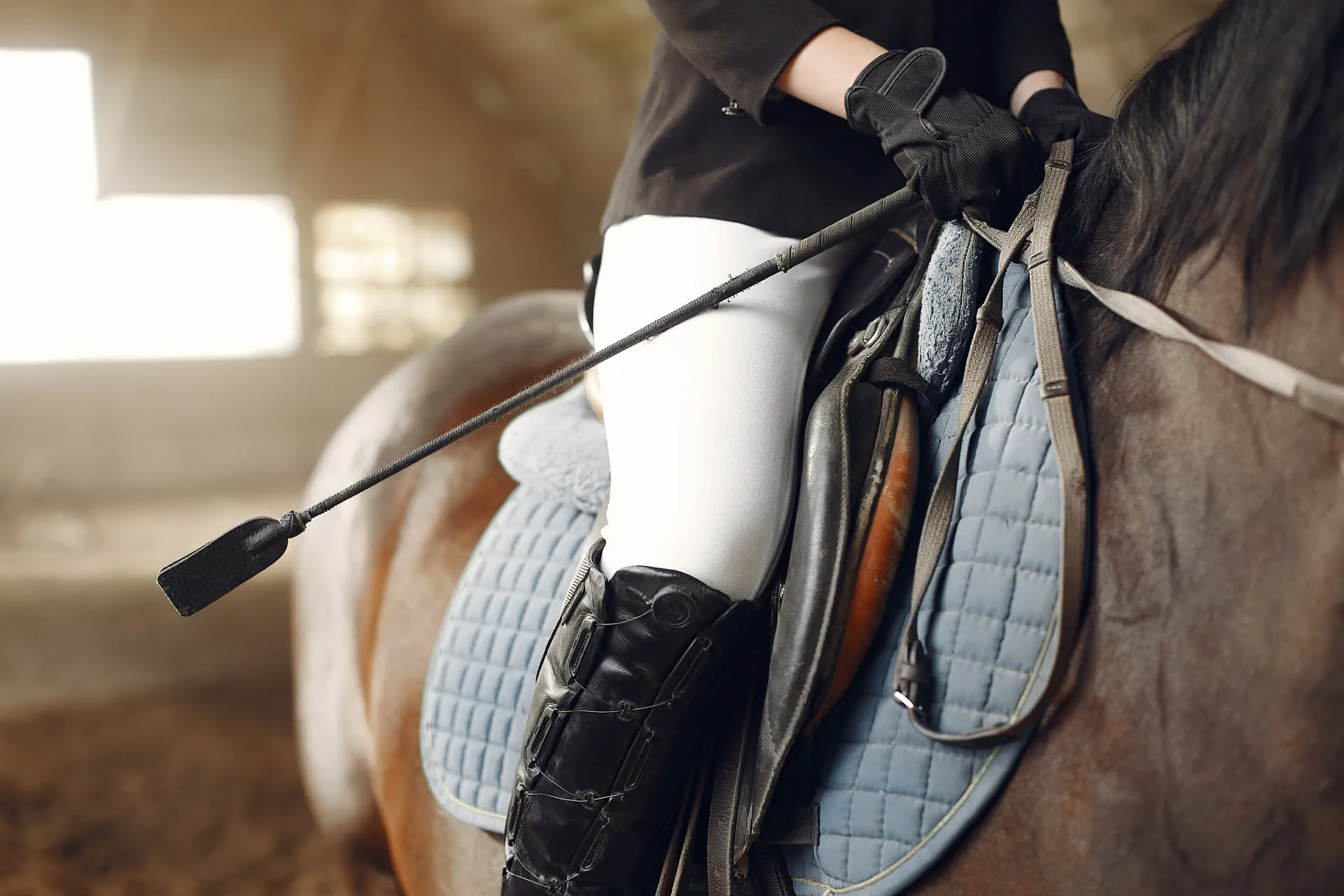 Horse

