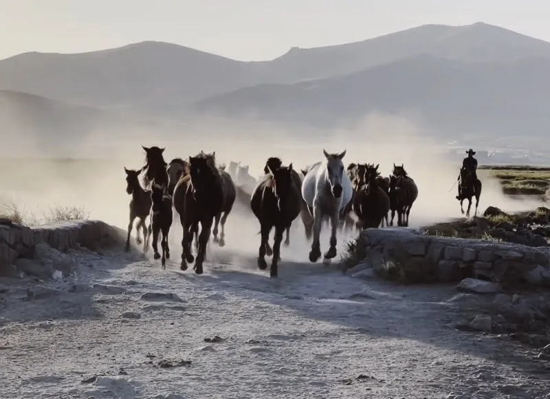 Horses Run
