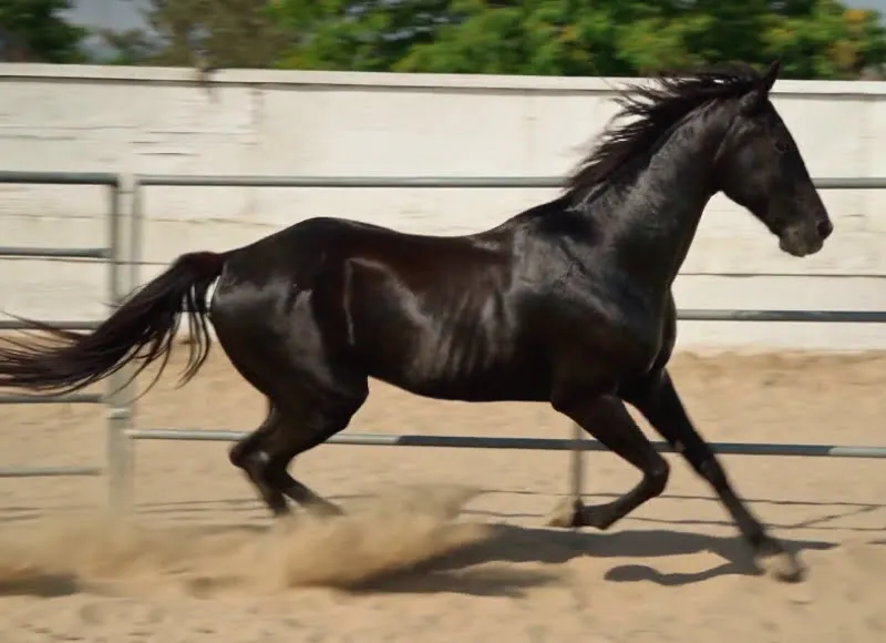 Black Horse Run
